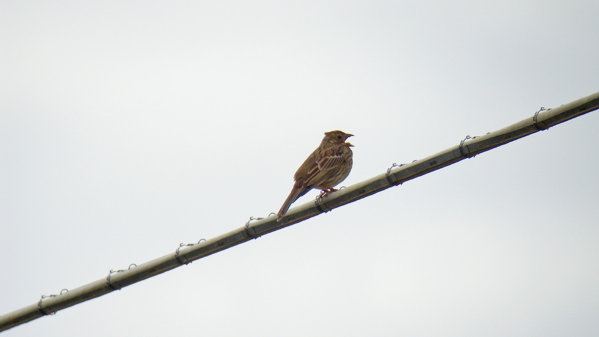 Tarla Çintesi - ML646756613