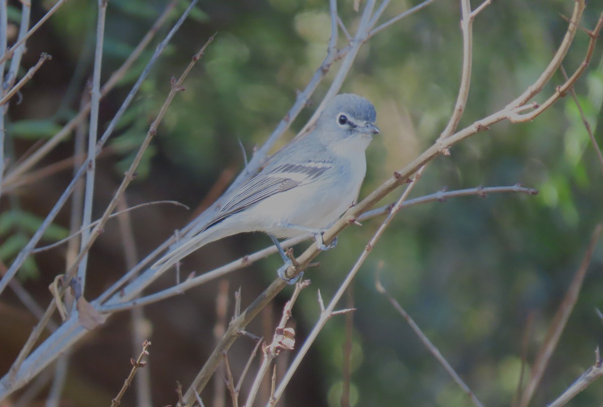 Plumbeous Vireo - ML646756616