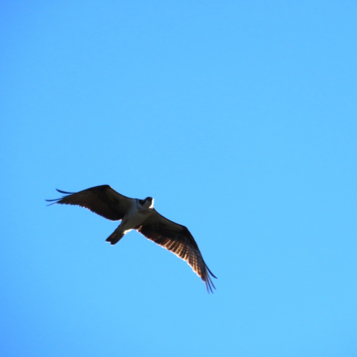 Fischadler - ML646756617