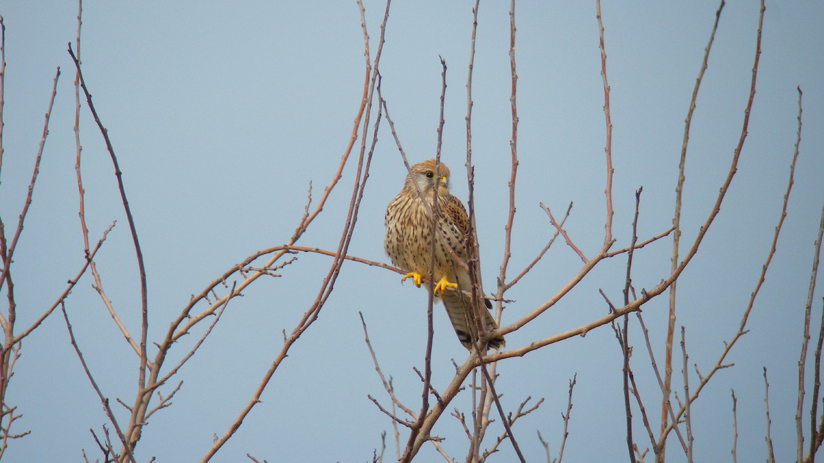 Kerkenez - ML646756623