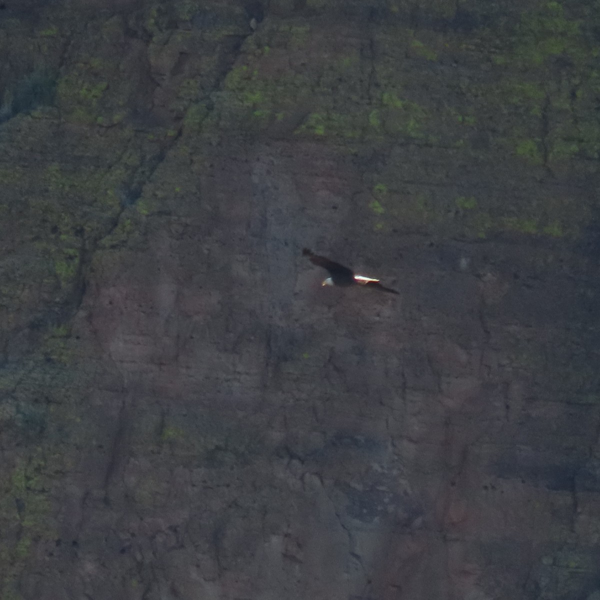 Weißkopf-Seeadler - ML646756625