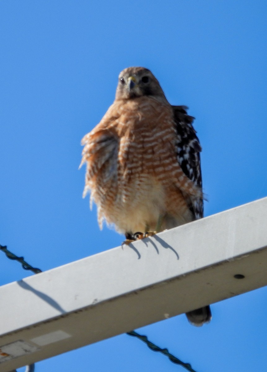 Red-shouldered Hawk - ML646756629