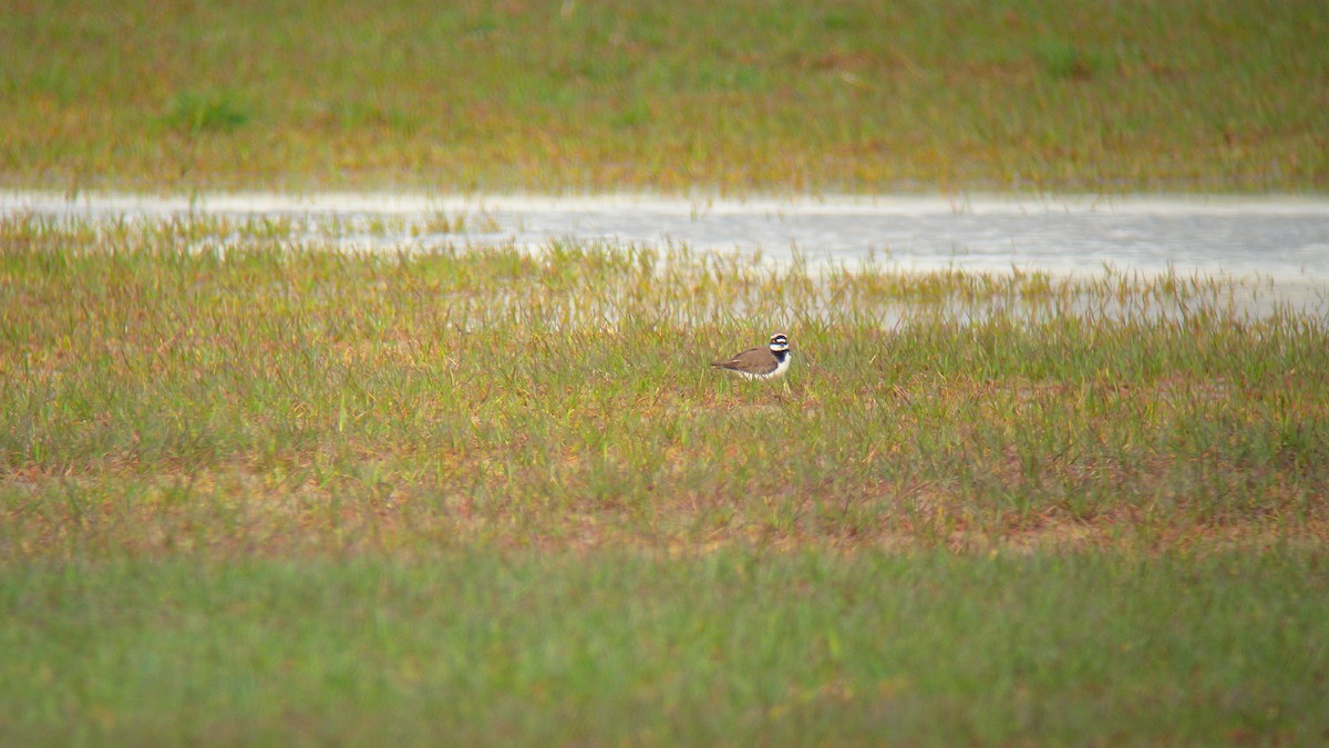 Halkalı Küçük Cılıbıt - ML646756630