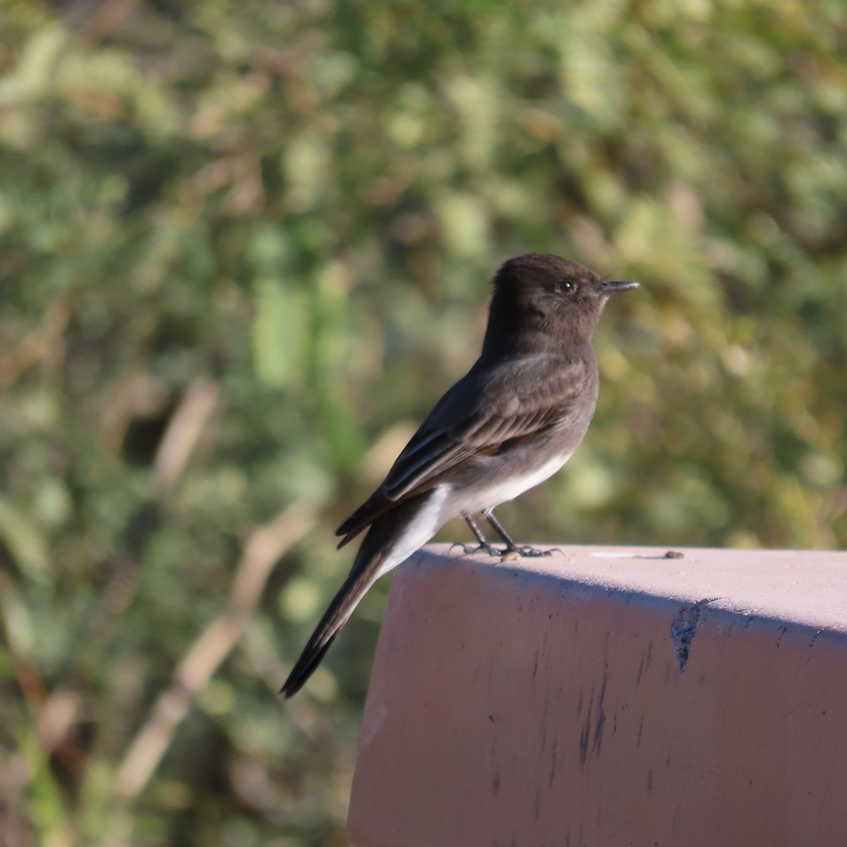 Schwarzkopf-Phoebetyrann - ML646756632