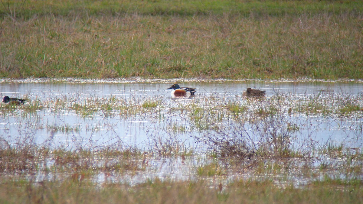 Kaşıkgaga - ML646756633