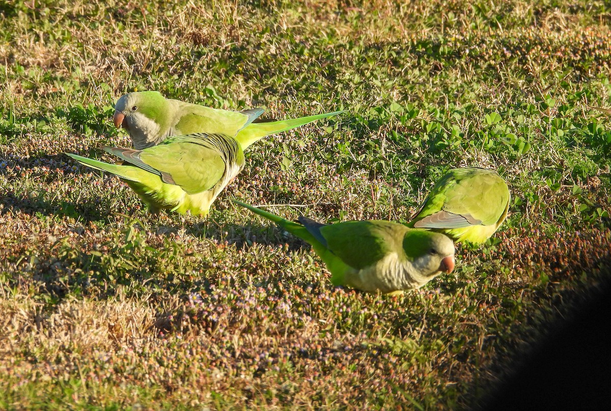 Papagai bulargrisa - ML646756635