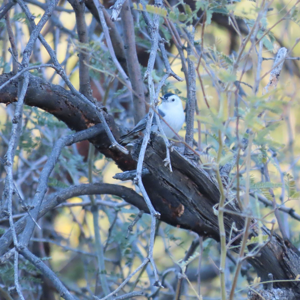 Weißbrustkleiber - ML646756639