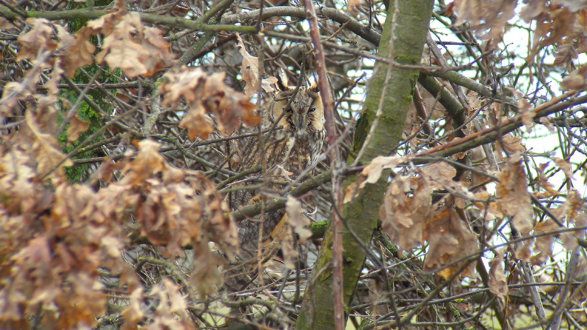 Kulaklı Orman Baykuşu - ML646756643