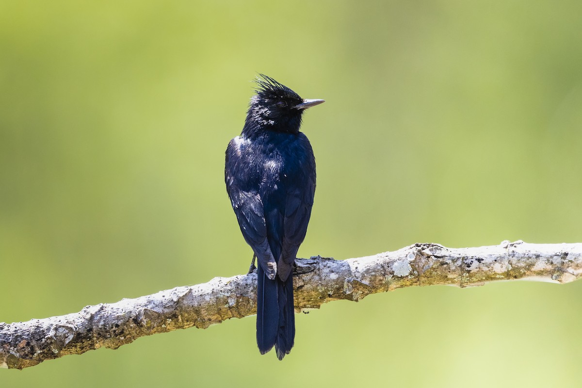 Crested Black-Tyrant - ML646756645