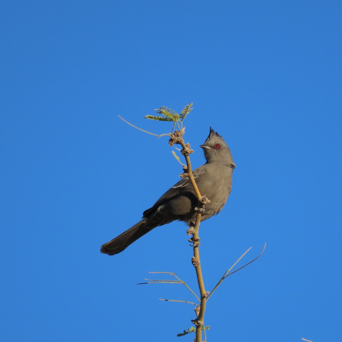 Trauerseidenschnäpper - ML646756649