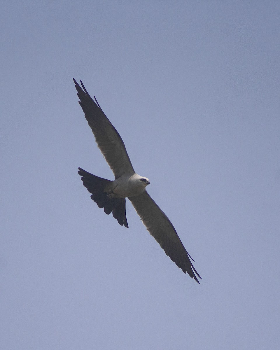 Mississippi Kite - ML646756650