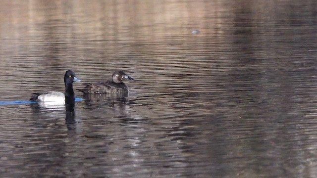 Ahatebeltz kopetazuria - ML646756651