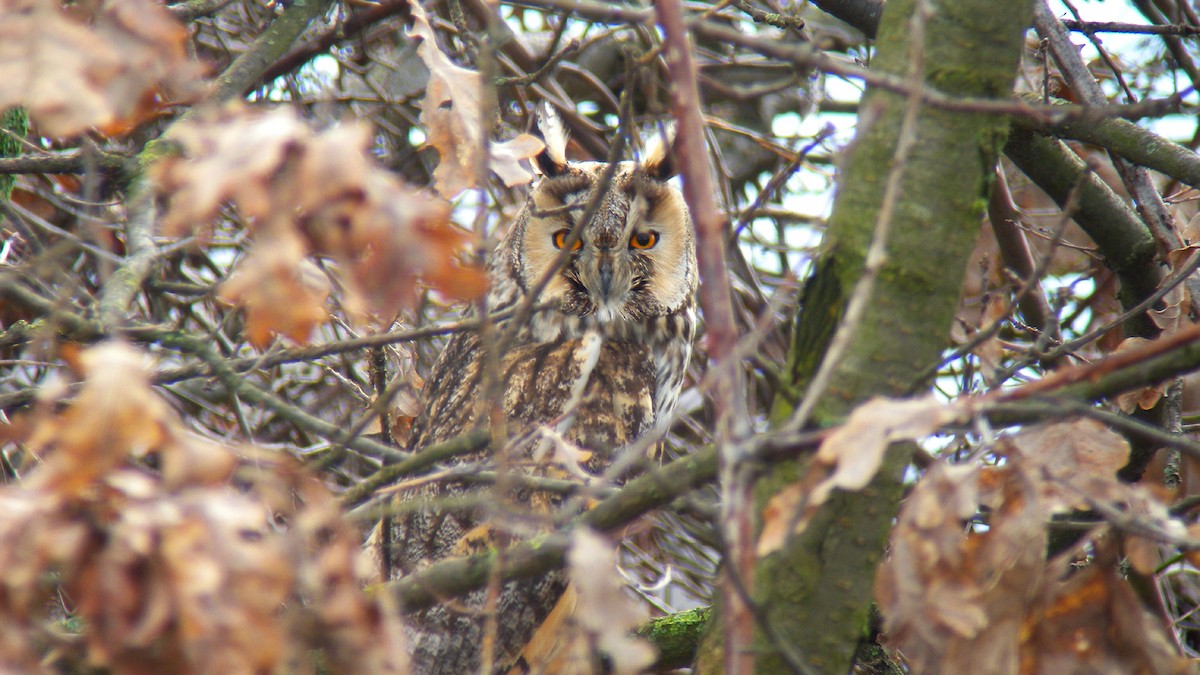 Kulaklı Orman Baykuşu - ML646756652