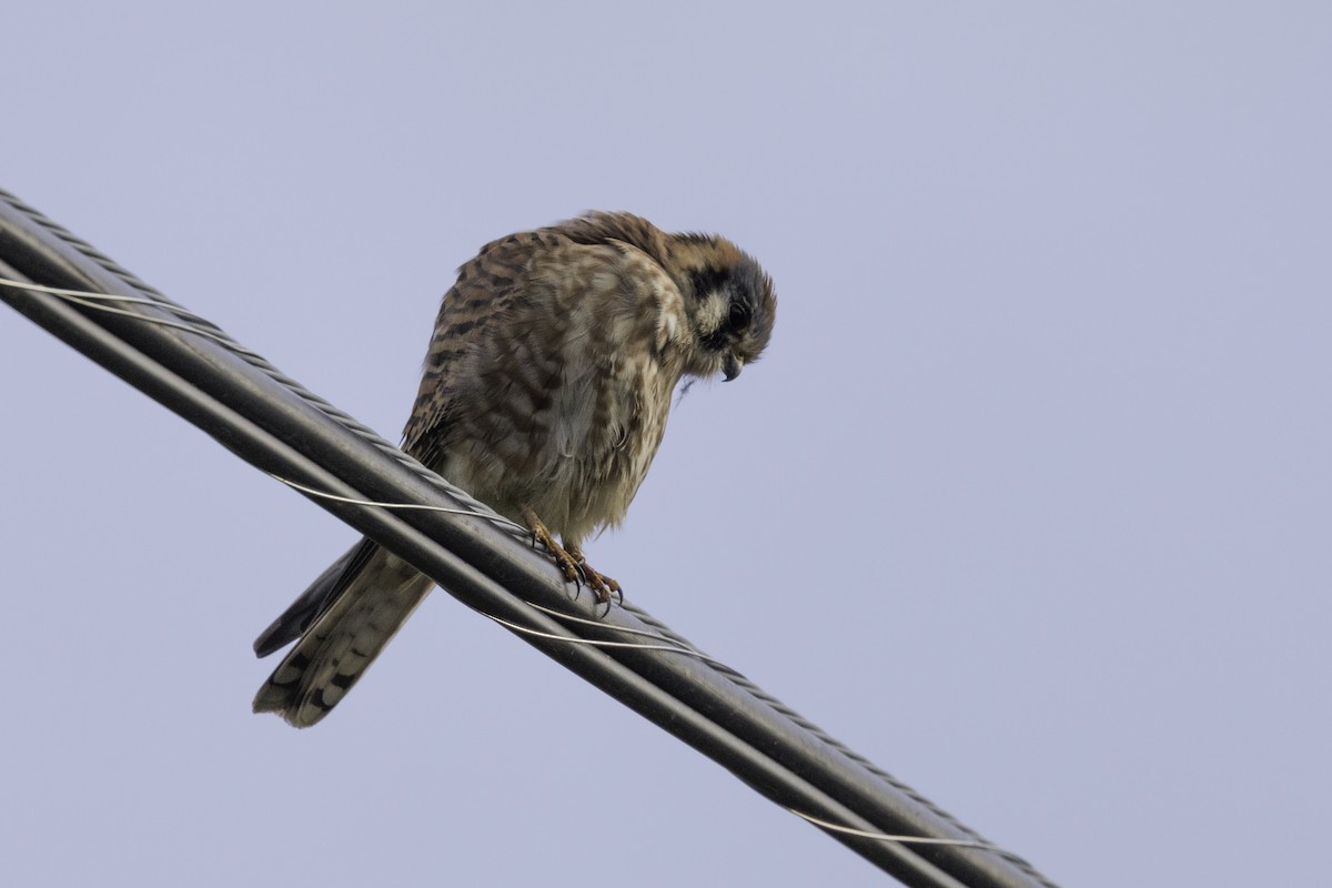 poštolka pestrá - ML646756655