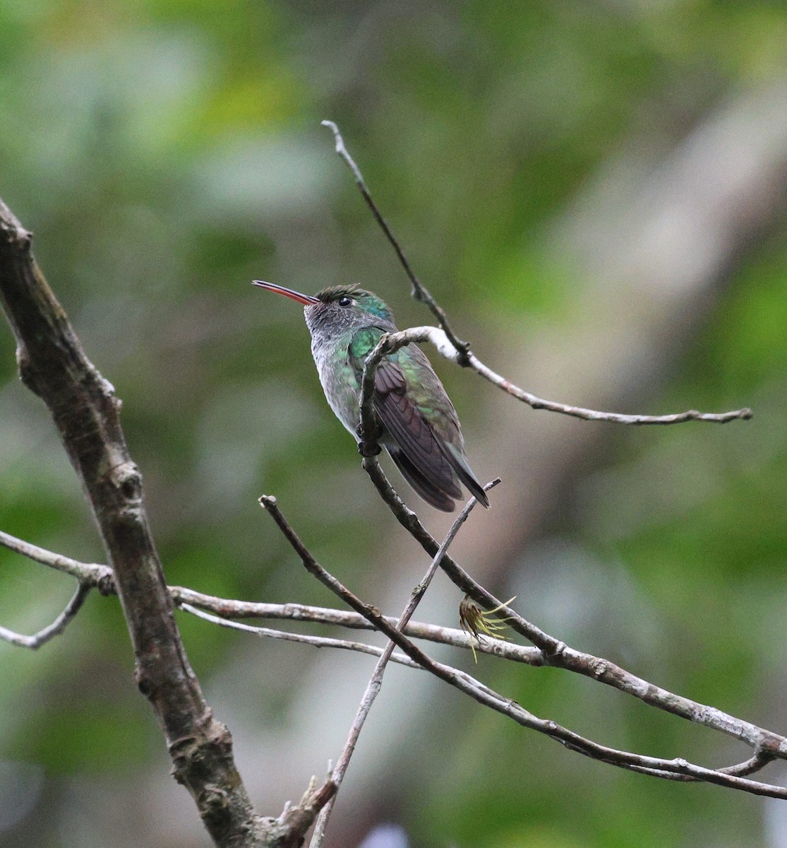 Versicolored Emerald - ML646756662