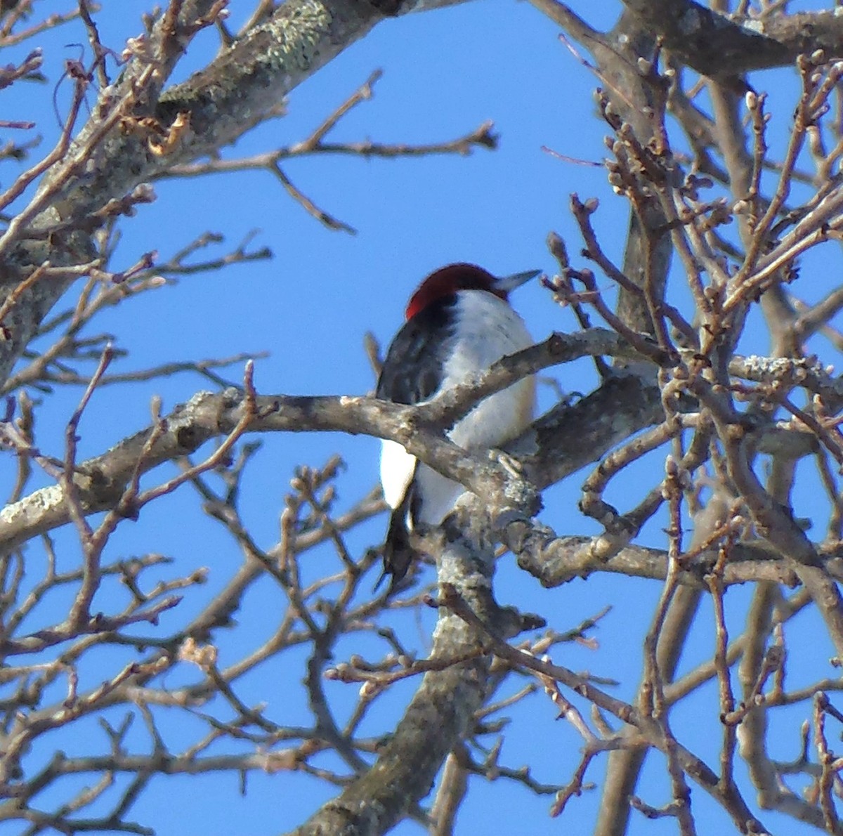 ズアカキツツキ - ML646756665