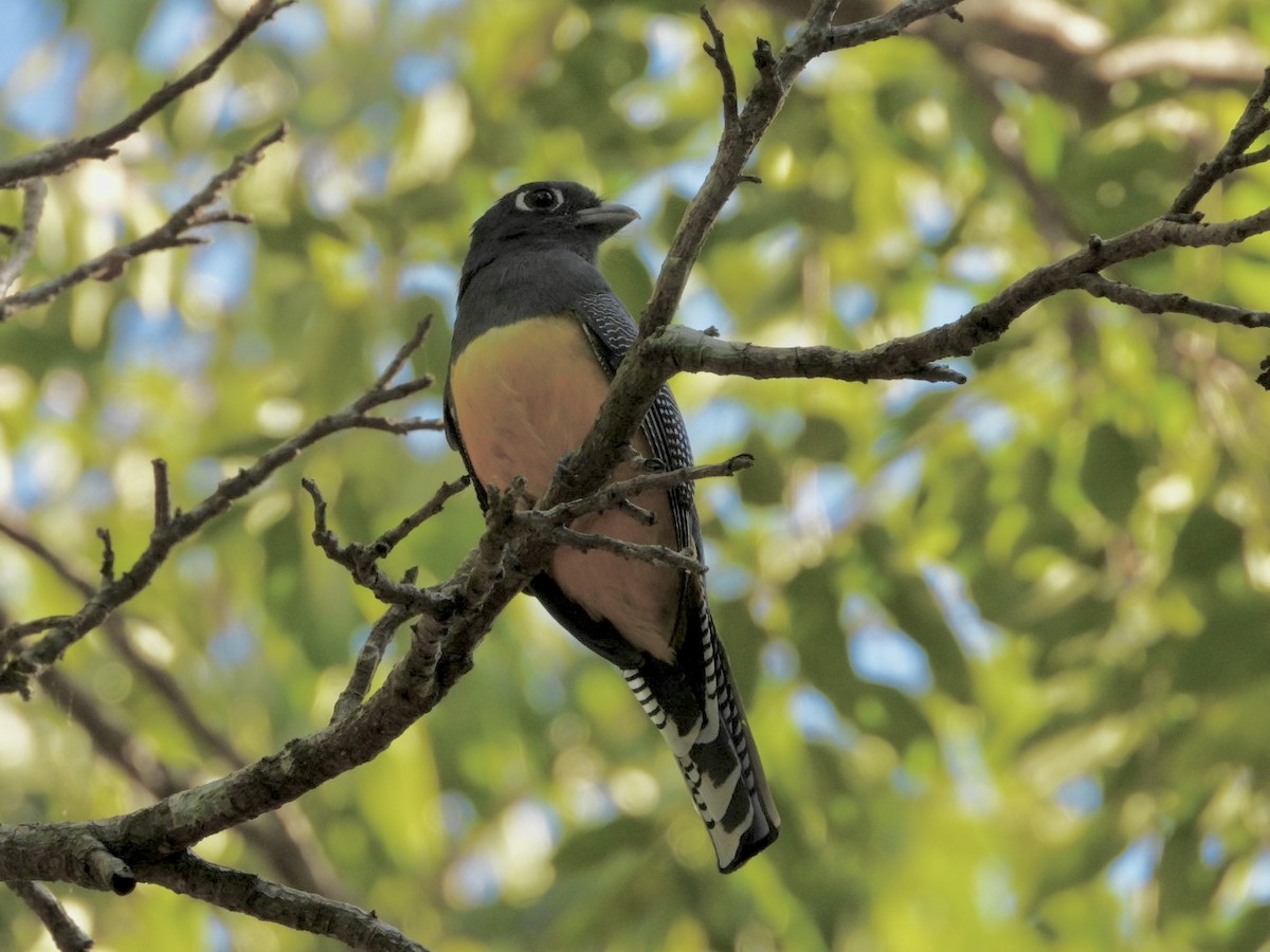 Gartered Violaceous Trogon - ML646756672