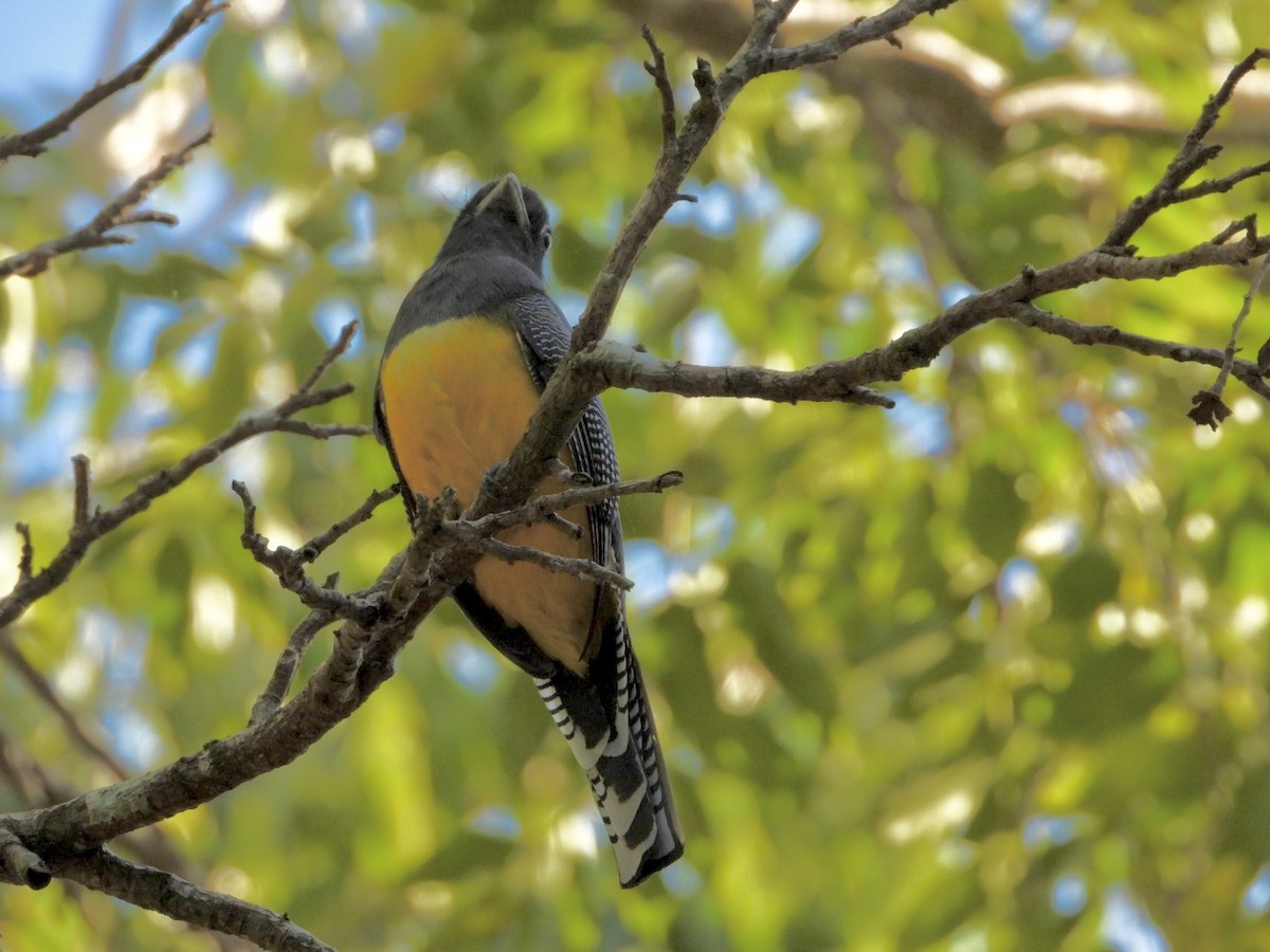 Gartered Violaceous Trogon - ML646756673