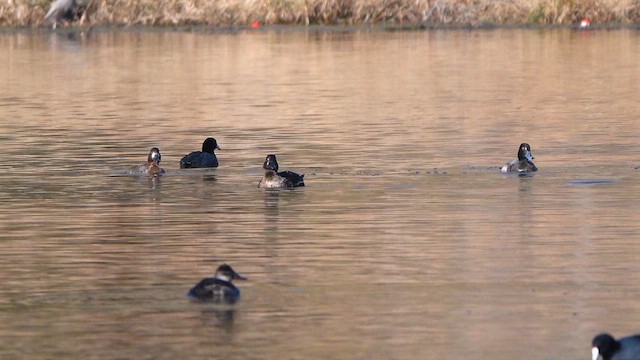 Ahatebeltz kopetazuria - ML646756675