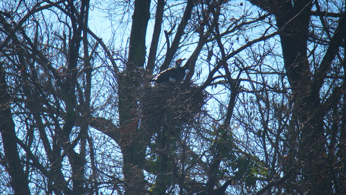 Karabatak - ML646756678