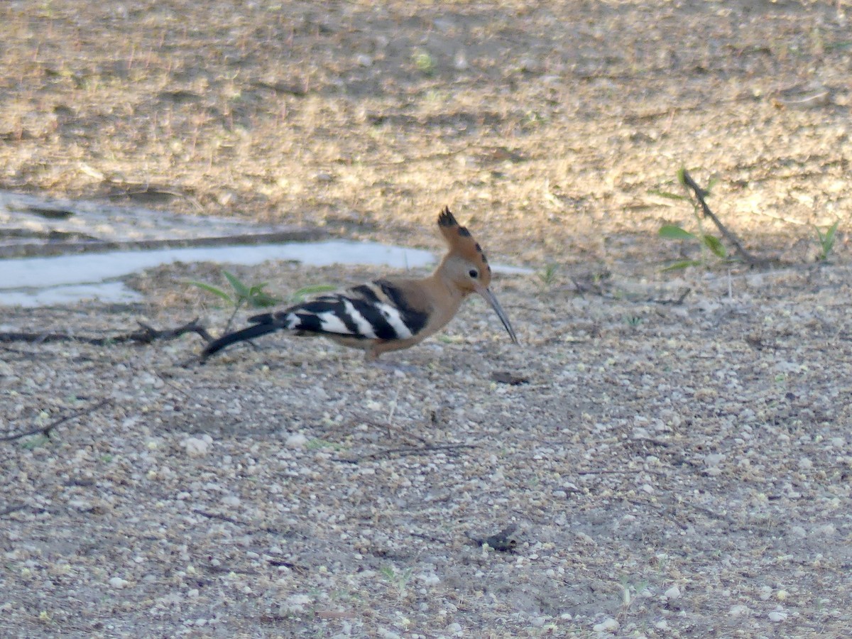Common Hoopoe (African) - ML646756682
