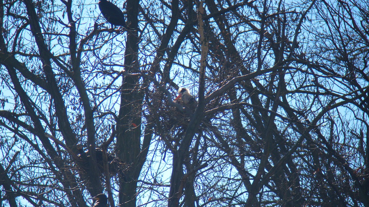 Gri Balıkçıl - ML646756683