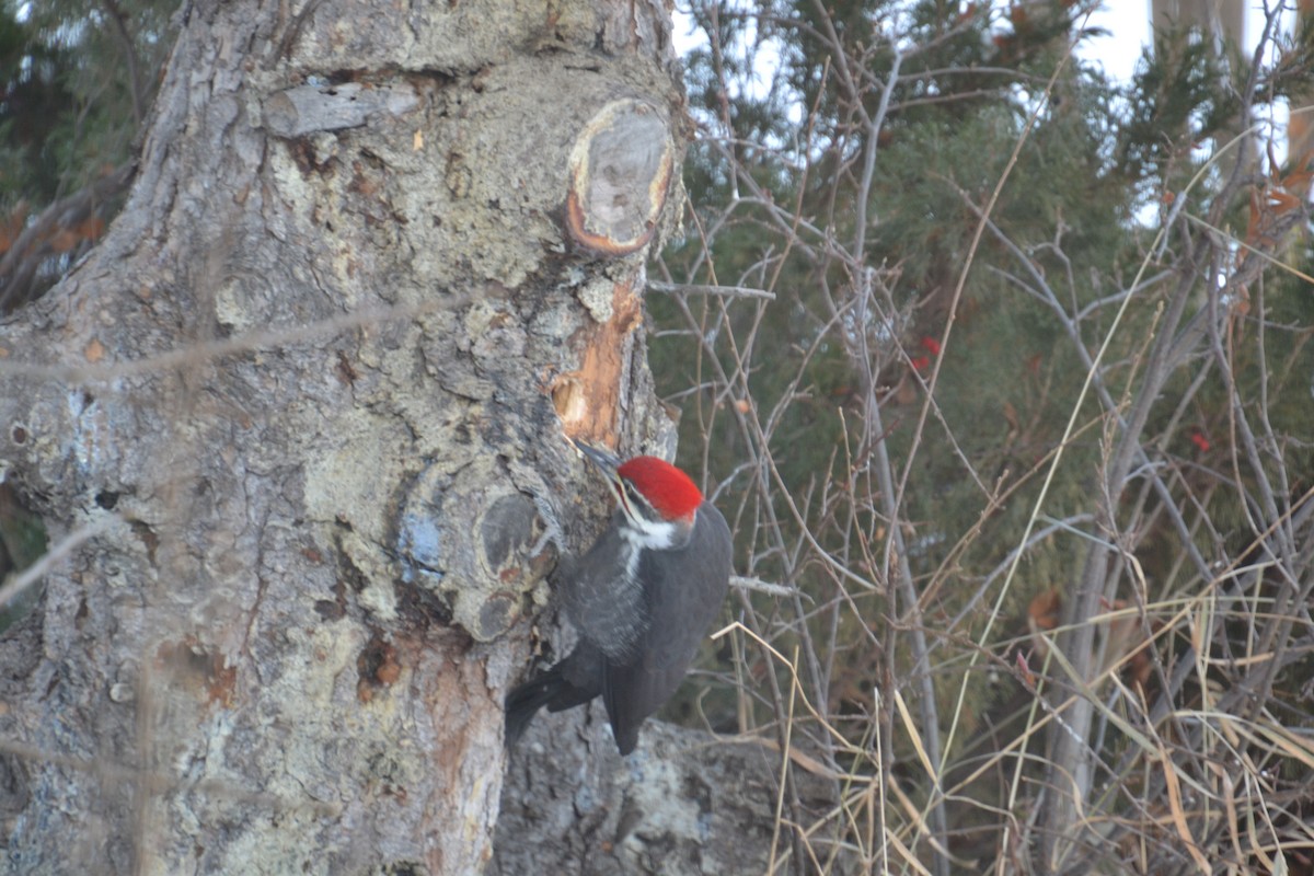 Pileated Woodpecker - ML646756689