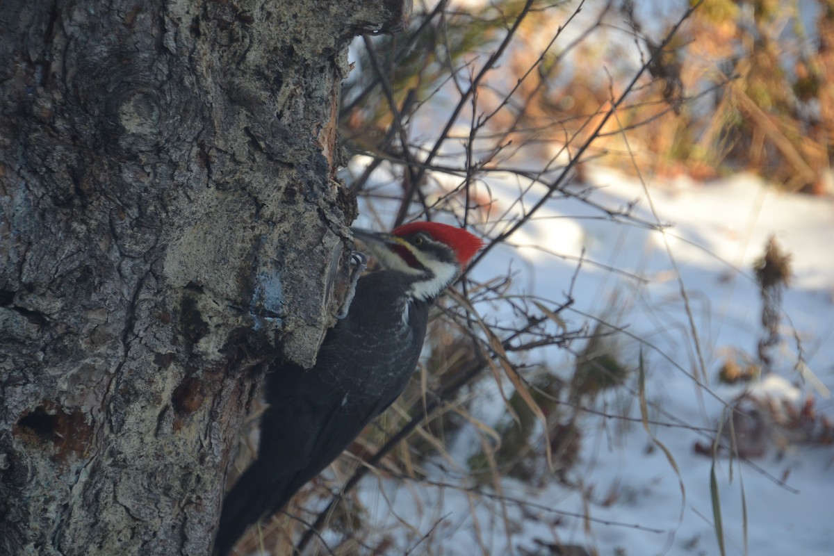 Pileated Woodpecker - ML646756690