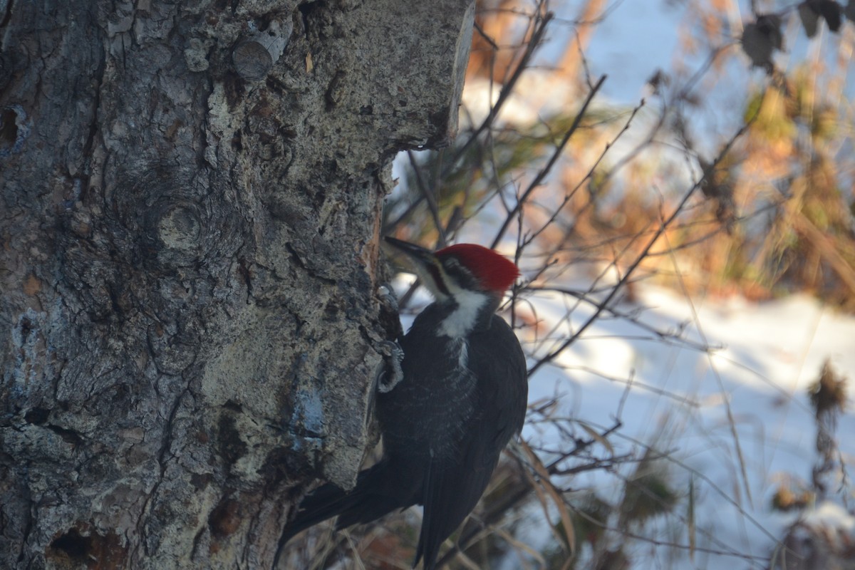 Pileated Woodpecker - ML646756691