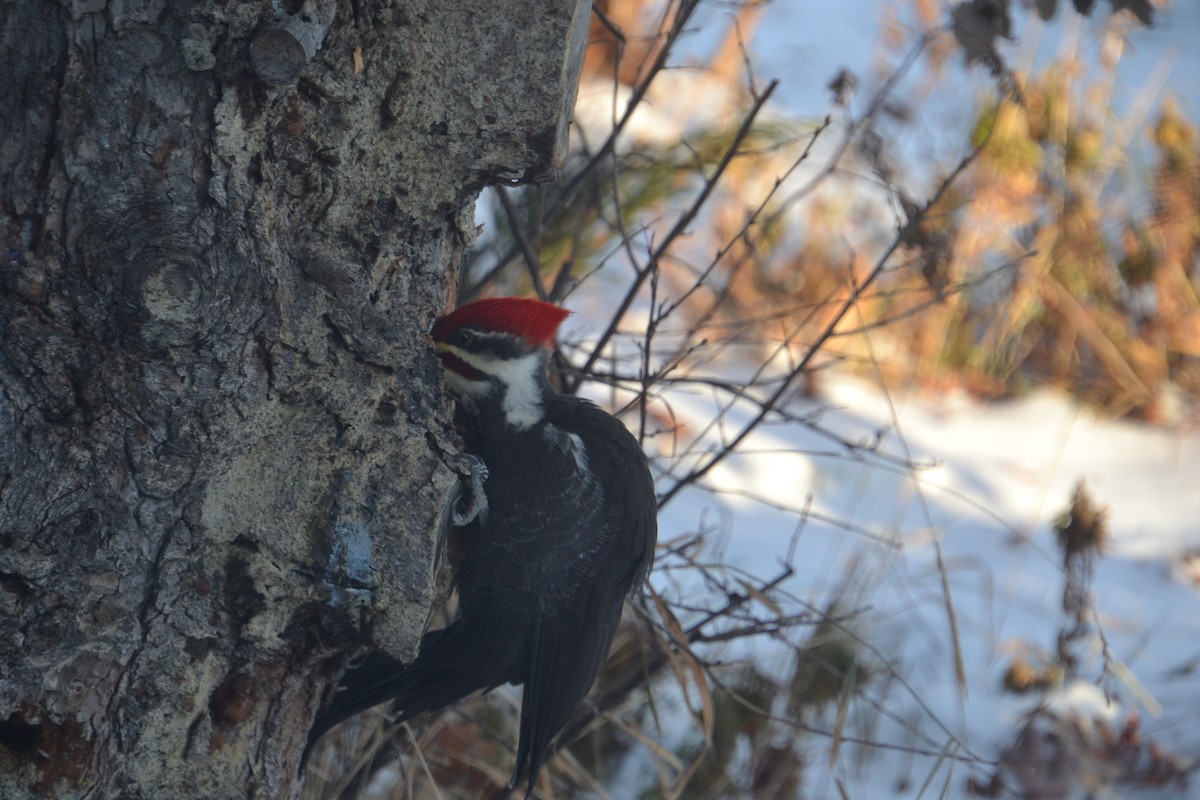Pileated Woodpecker - ML646756692