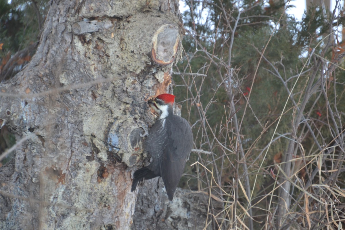 Pileated Woodpecker - ML646756693
