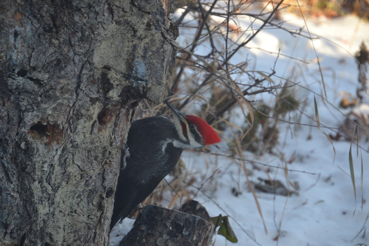 Pileated Woodpecker - ML646756694