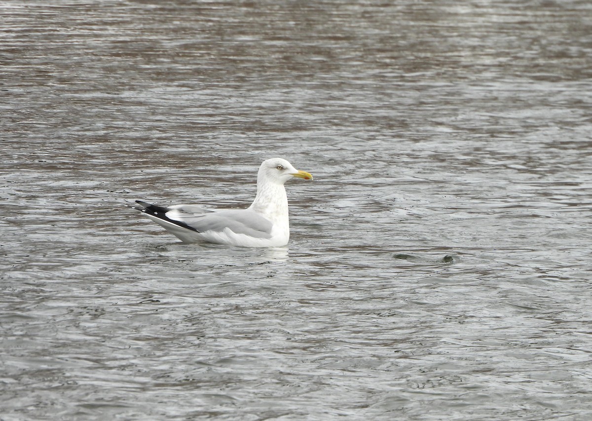 American Herring Gull - ML646756698