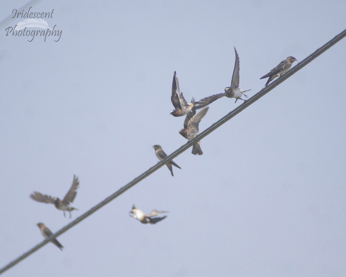 סנונית אמריקנית - ML646756699