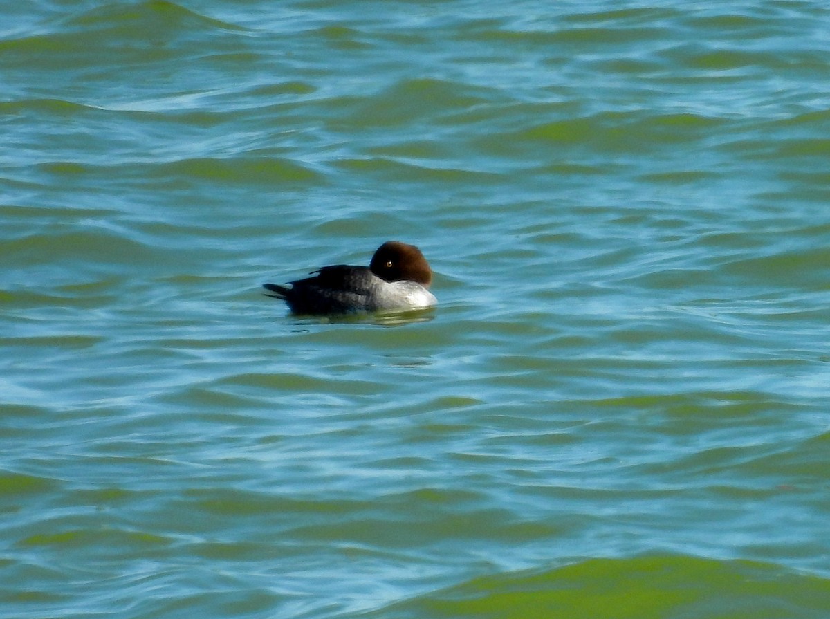 Murgilari urrebegia - ML646756702