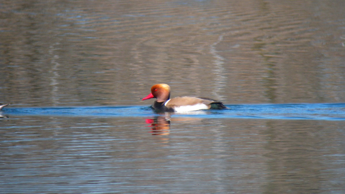 Macar Ördeği - ML646756706