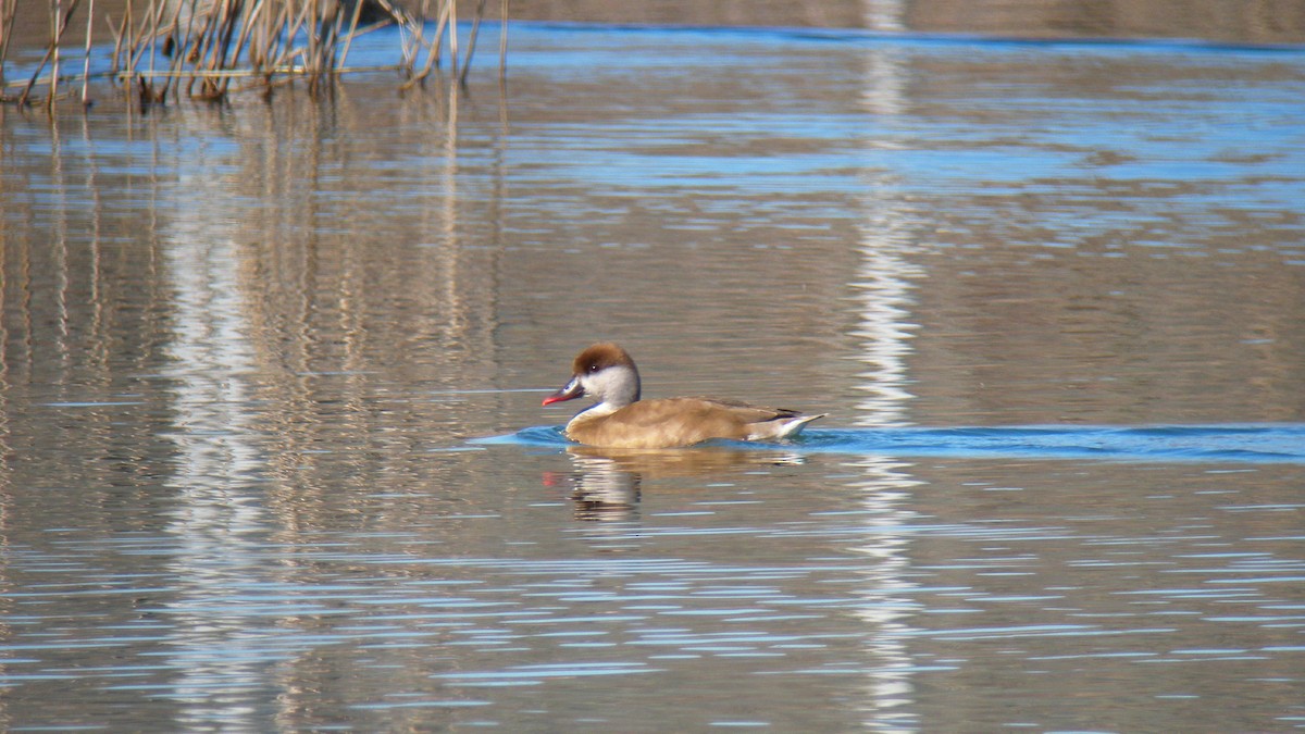 Macar Ördeği - ML646756707