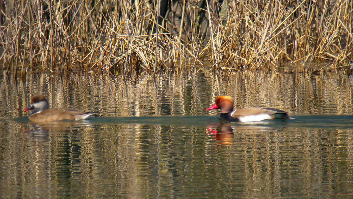 Macar Ördeği - ML646756708