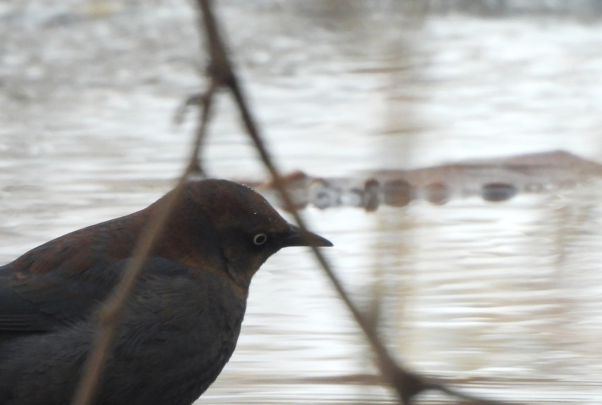 Rusty Blackbird - ML646756709