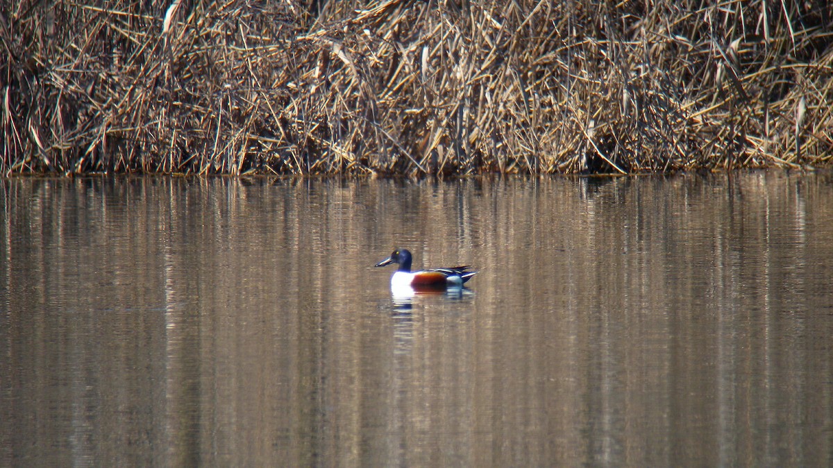 Kaşıkgaga - ML646756711