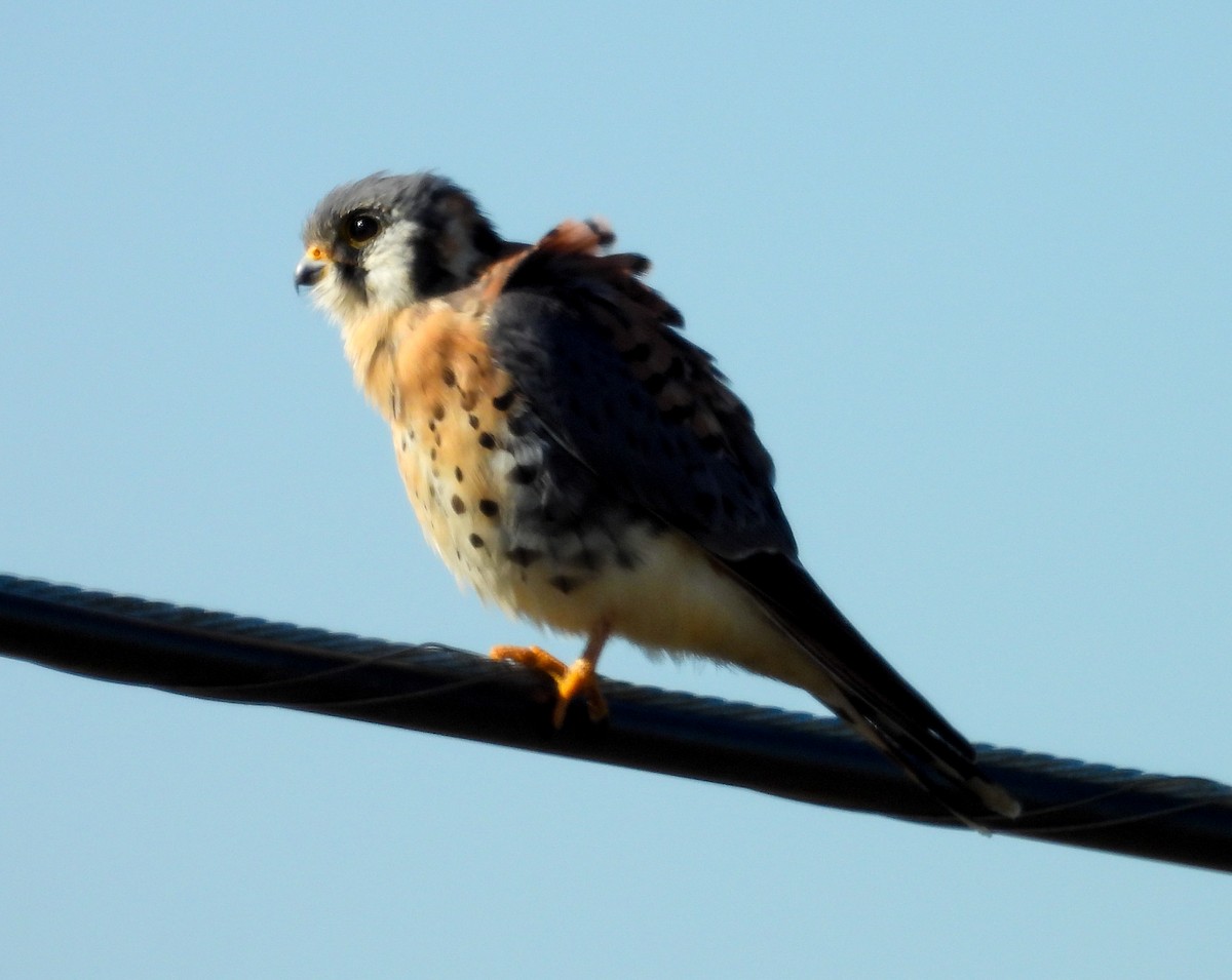 Belatz amerikarra - ML646756713