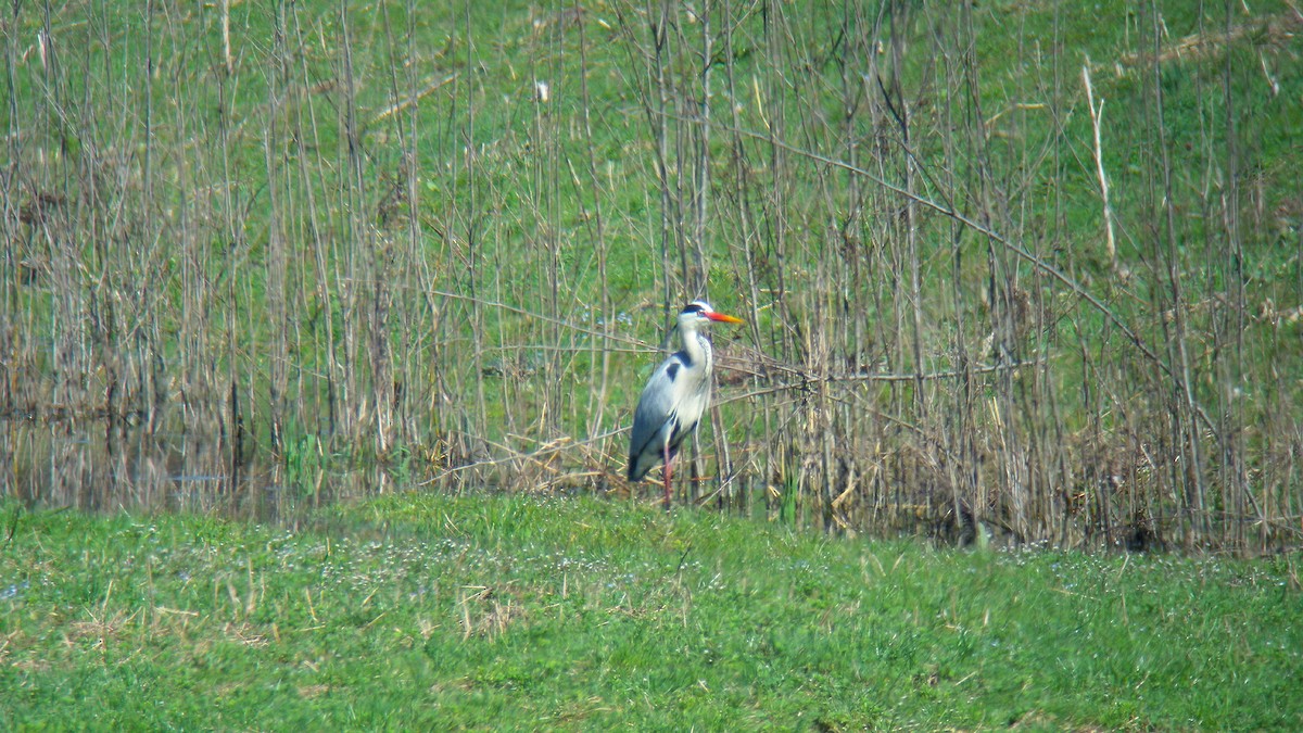 Gri Balıkçıl - ML646756725