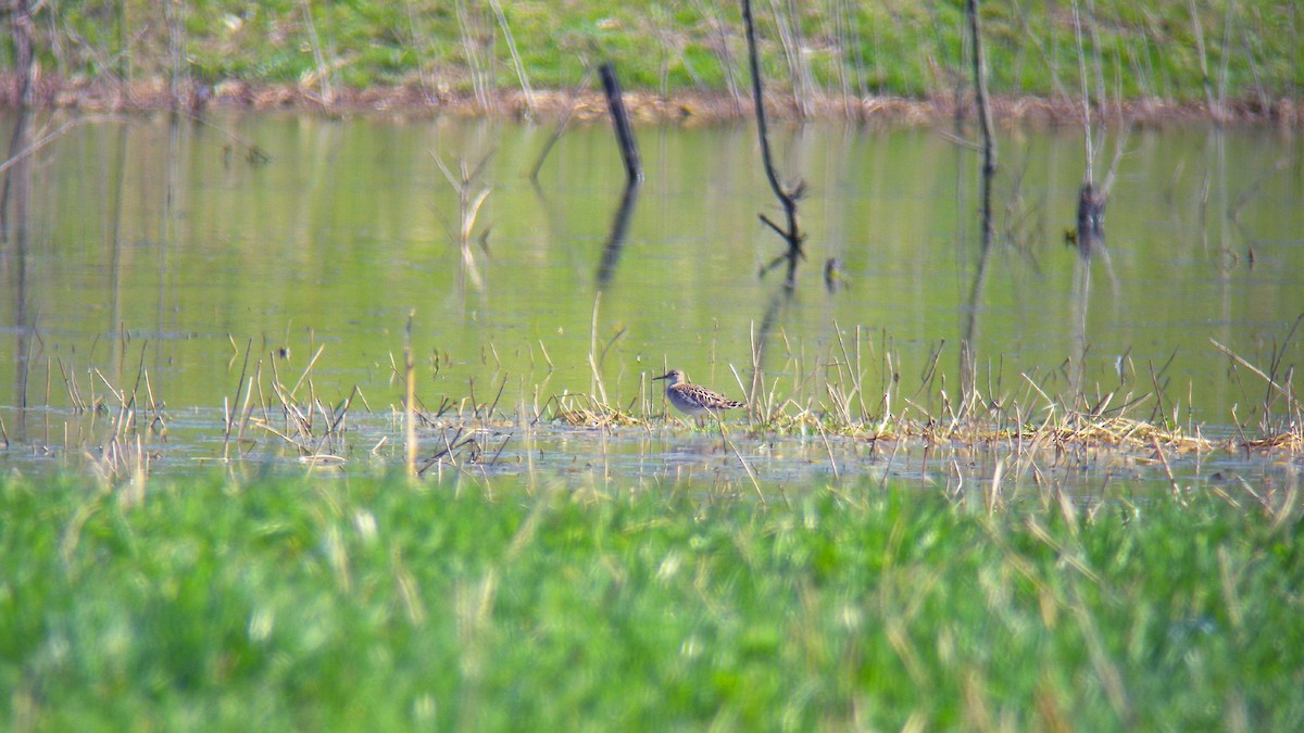 Döğüşkenkuş - ML646756731