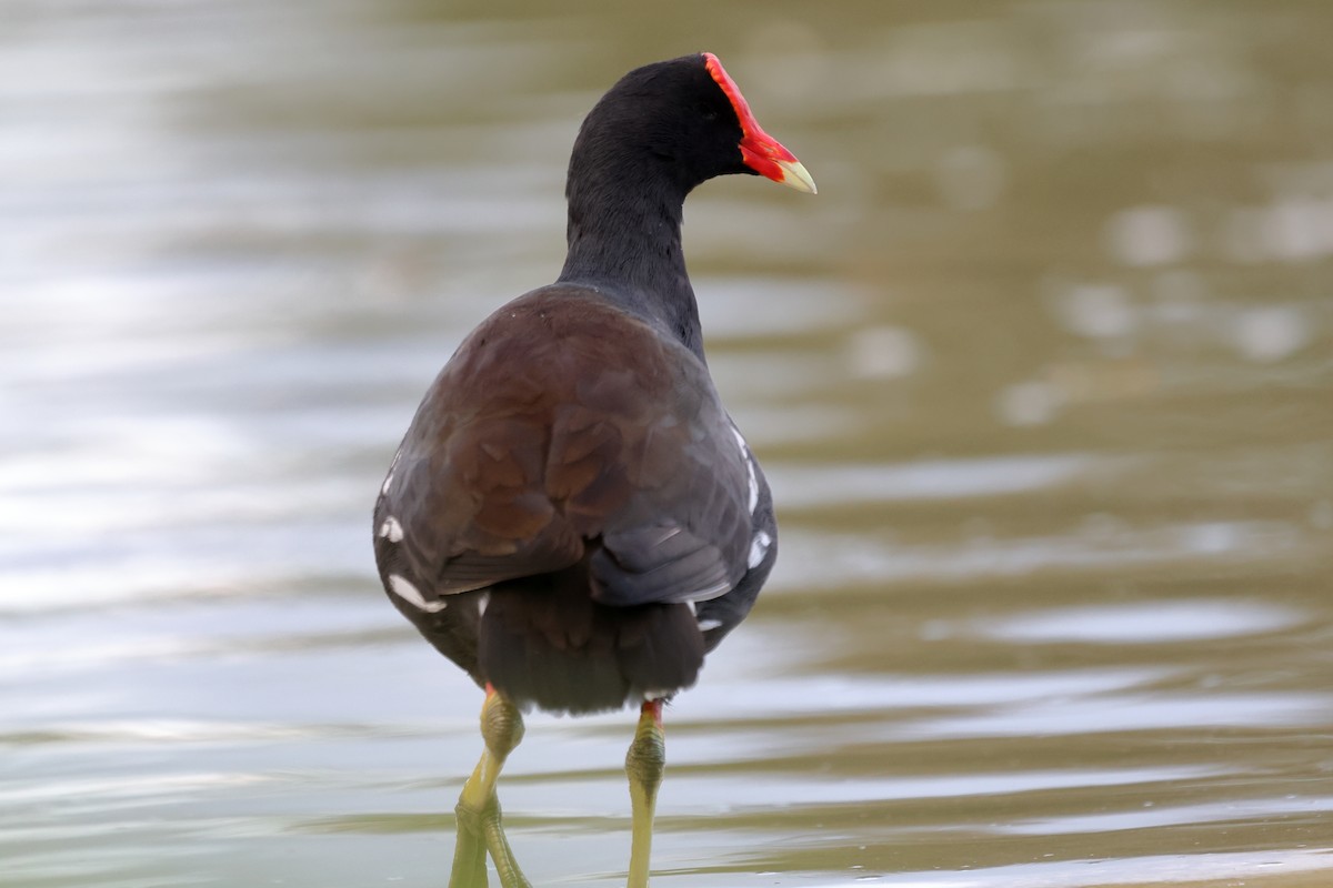 slípka americká - ML646756734