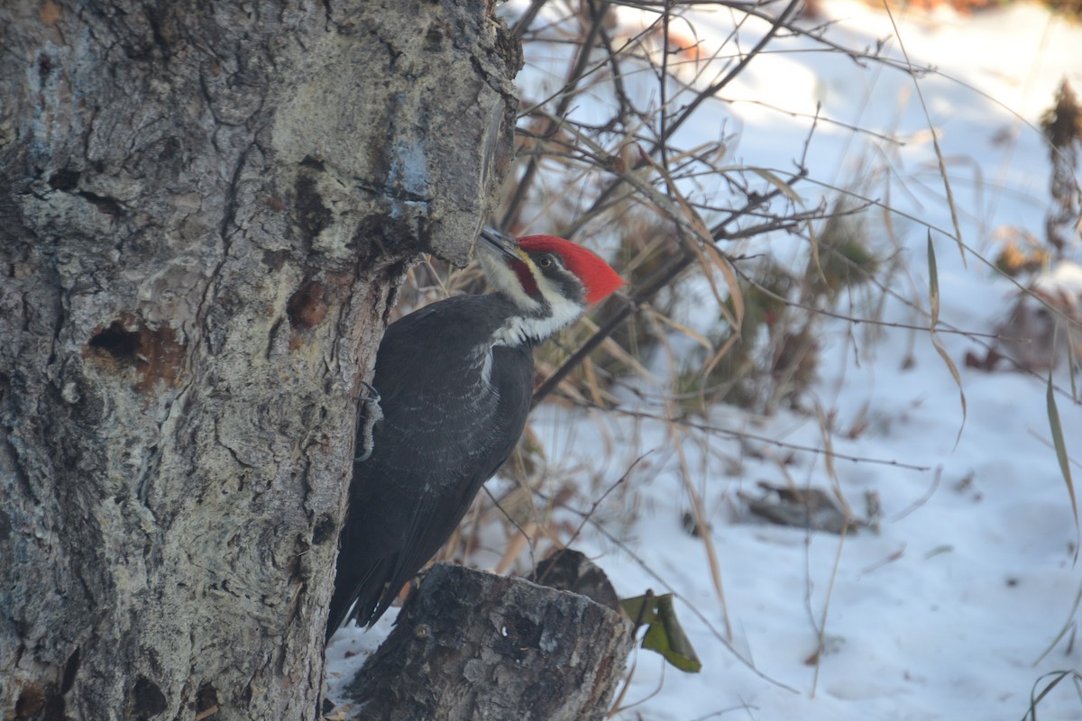 Pileated Woodpecker - ML646756738