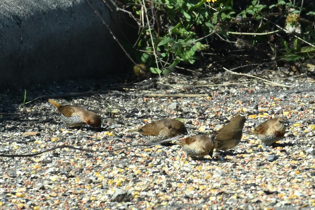 Capuchino Punteado - ML646756741