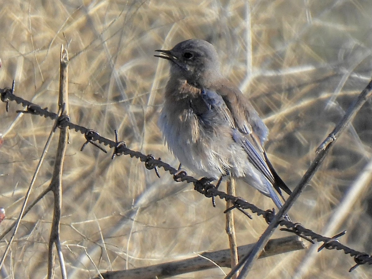 Western Bluebird - ML646756745