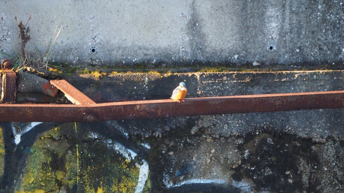 שלדג גמדי - ML646756746