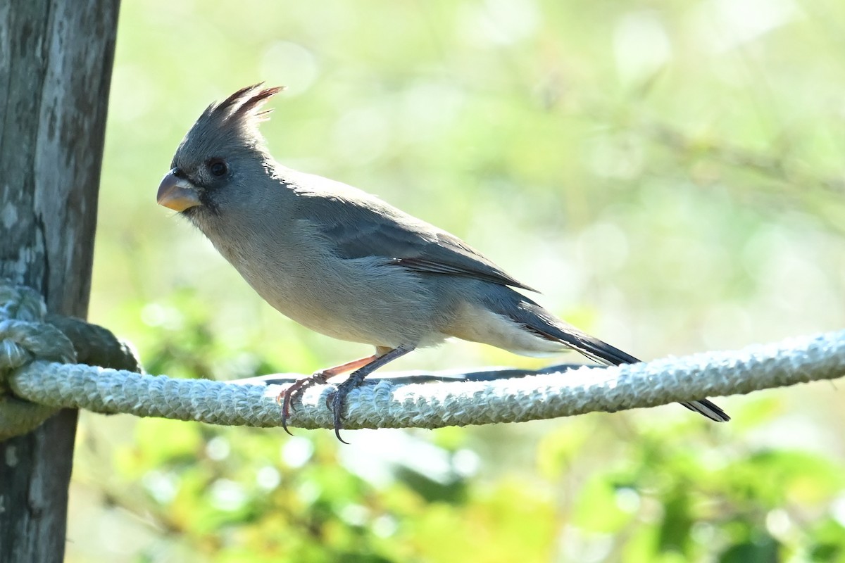 Cardenal Pardo - ML646756748