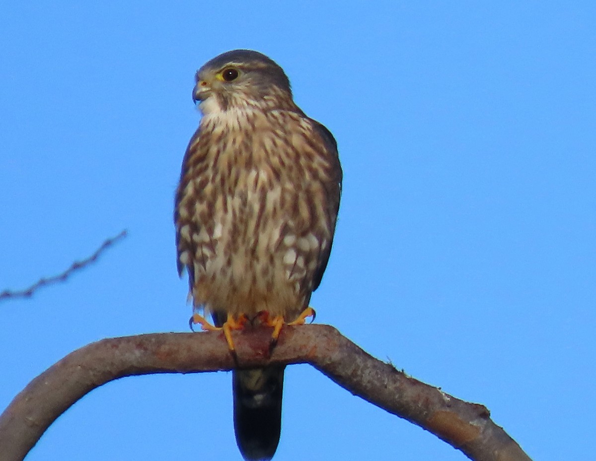 Merlin - ML646756755